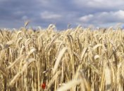 Когда Украина начнёт жатву? Аномальная погода сдвинула сроки на 3 недели