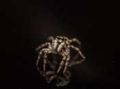 Очень простой способ избавиться от пауков