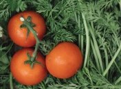 Когда можно высаживать помидоры в открытый грунт