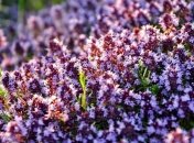 Полезные свойства душистой специи - чабреца 