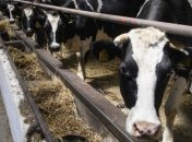 Порошенко урегулировал принципы производства и безопасности кормов