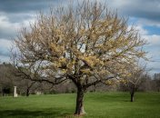 Абрикосовое дерево требует правильного ухода (изображение создано с помощью ИИ)