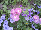 Какие посадить флоксы, петунии и розы, чтобы они идеально сочетались