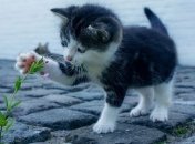 Почему кошки едят траву: тайна раскрыта