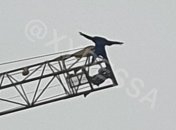 Одессит решил попить пива на башенном кране: пожарные не могут его оттуда снять (видео)