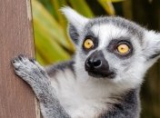 Заряд спокойствия с самого утра: попробуйте йогу с лемурами