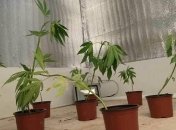 На Киевщине полиция изъяла 43 куста конопли