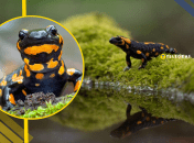 Пятнистая саламандра