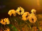 Начало недели в Украине будет жарким