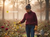 Троянди восени вимагають особливого догляду