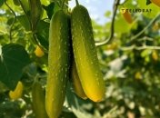 Огурцам угрожают грибки и паразиты