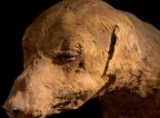 В Египте археологи обнаружили миллионы мумий собак 