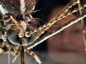 Лихорадку Денге в Бразилии смогут победить комары