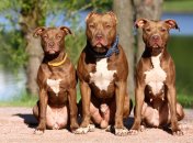 Кабмин перечислил самых опасных собак