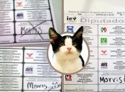 Кот-политик набрал 600 голосов на выборах в Мексике