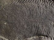 Ученые обнаружили самое древнее морское существо