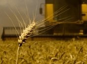 Украина уже экспортировала 3,2 млн тонн зерновых нового урожая