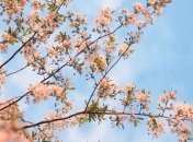 Какой праздник 20 мая: народные приметы и запреты