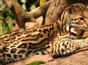 Власти австралийского штата Виктория ищут "больших кошек"