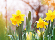 Яке церковне свято 7 березня 2025 - День вшанування пам'яті священномучеників Василія, Єфрема, Капітона