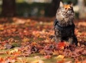 Погода в Украине 13 сентября: ожидается теплая погода, без осадков