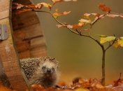 Прогноз погоды в Украине на 3 октября: в западном регионе ожидаются дожди 