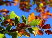 Синоптик рассказала, когда в Украину придет похолодание