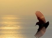 Ученые создадут беспилотник, самостоятельно координирующий полет