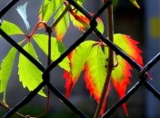 Осень пока ощущается только в мелочах