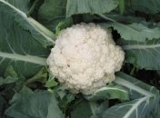 Самый полезный овощ