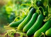 Огірки вимагають правильного догляду  (зображення створено за допомогою ШІ)