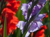 Прогноз погоды на 3 сентября в Украине: синоптики прогнозируют сильную жару 