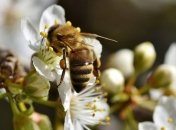 Синоптики рассказали, чего ждать от погоды на Вербное воскресенье