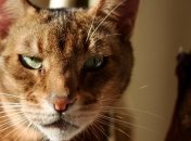 Пассивное курение угрожает здоровью домашних животных