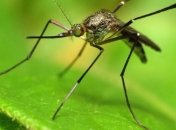 Ученые нашли новый вид комаров, которые не пьют кровь 