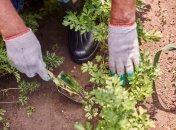 Коли сіяти зелень у травні 2025