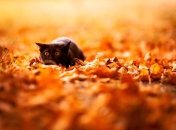 Прогноз погоды в Украине на 9 сентября: в страну вернется теплая погода 