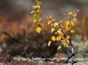 Более 1 тыс. га молодых лесов высажено в Крыму