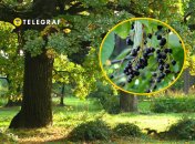 Черемуха поздняя