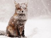 Рыжие пушистики: снимки очаровательных лис, которые умеют наслаждаться жизнью (Фото)