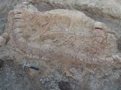 Ученые в Индии описали морское "чудище" возрастом 150 миллионов лет