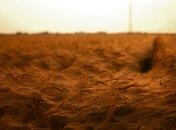 Швайка о приросте урожая и экспорте зерновых