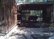 Из-за медведей из гидропарка в Херсоне эвакуировали 400 человек 