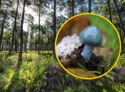 С ростом этот гриб может менять форму и окрас