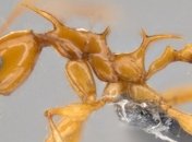 Ученые назвали новые виды муравьев в честь драконов из "Игры престолов" (Видео)