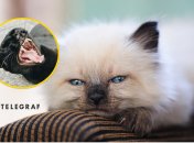 Котенок в квартире