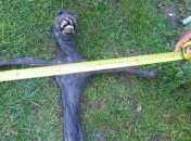 Шокирующая правда о найденном "пришельце" (Фото) 