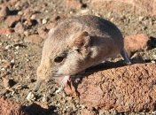 Ученые обнаружили маленькое животное, похожее на слона