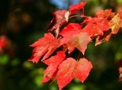 Ни капли дождя: синоптики рассказали, какой будет погода на выходные 