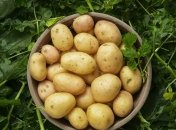 Щоб отримати великий врожай, треба знати певні секрети  (зображення створено за допомогою ШІ)